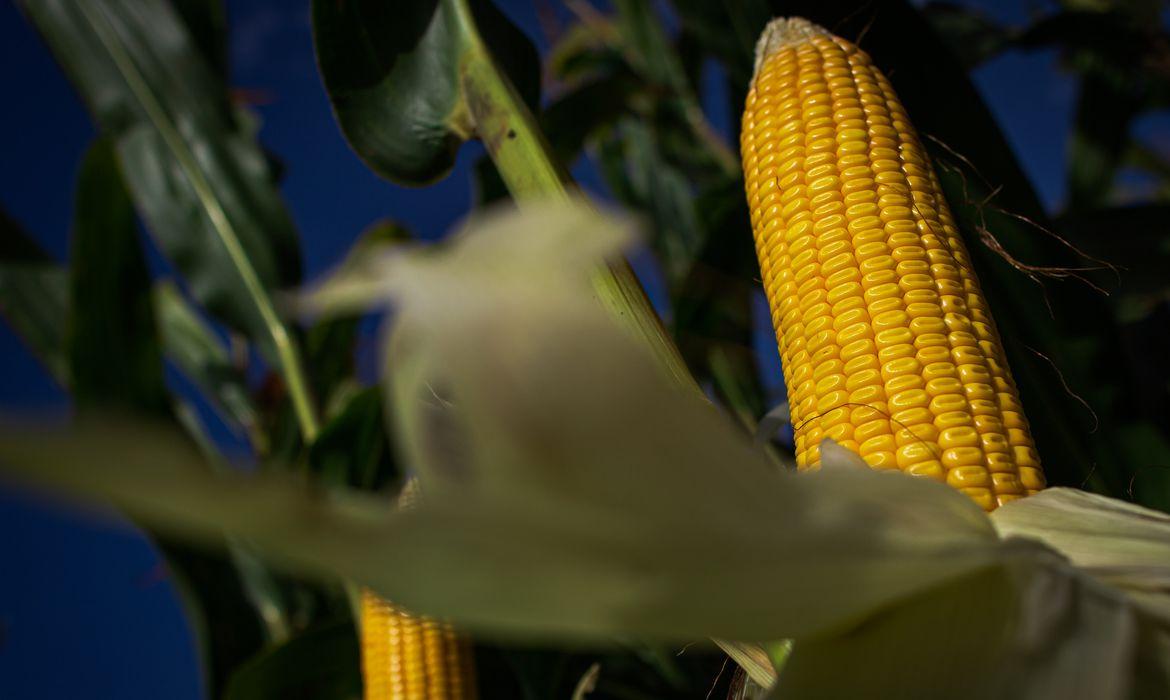 Valor da produção agropecuária de 2021 está estimado em R$ 1,113 trilhão