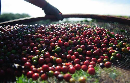INDICADORES: café registra queda no preço nesta terça-feira (15)