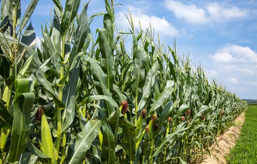 Guerra na Ucrânia: por que o conflito afeta o agronegócio brasileiro?