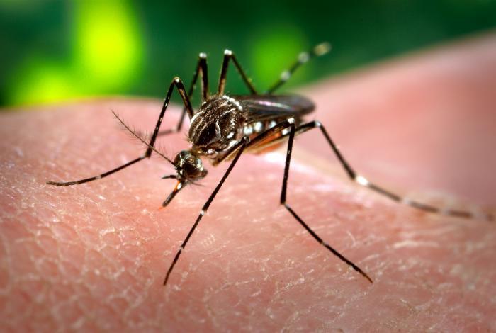 Casos de dengue sobem 95,2% no Brasil
