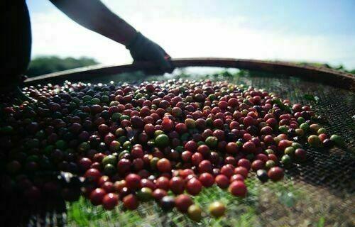 INDICADORES: preço do café volta a cair nesta quinta-feira (27)