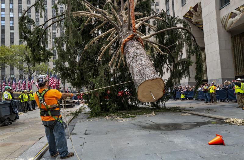 Chegada de férias: a árvore Rockefeller inaugura a temporada de Natal