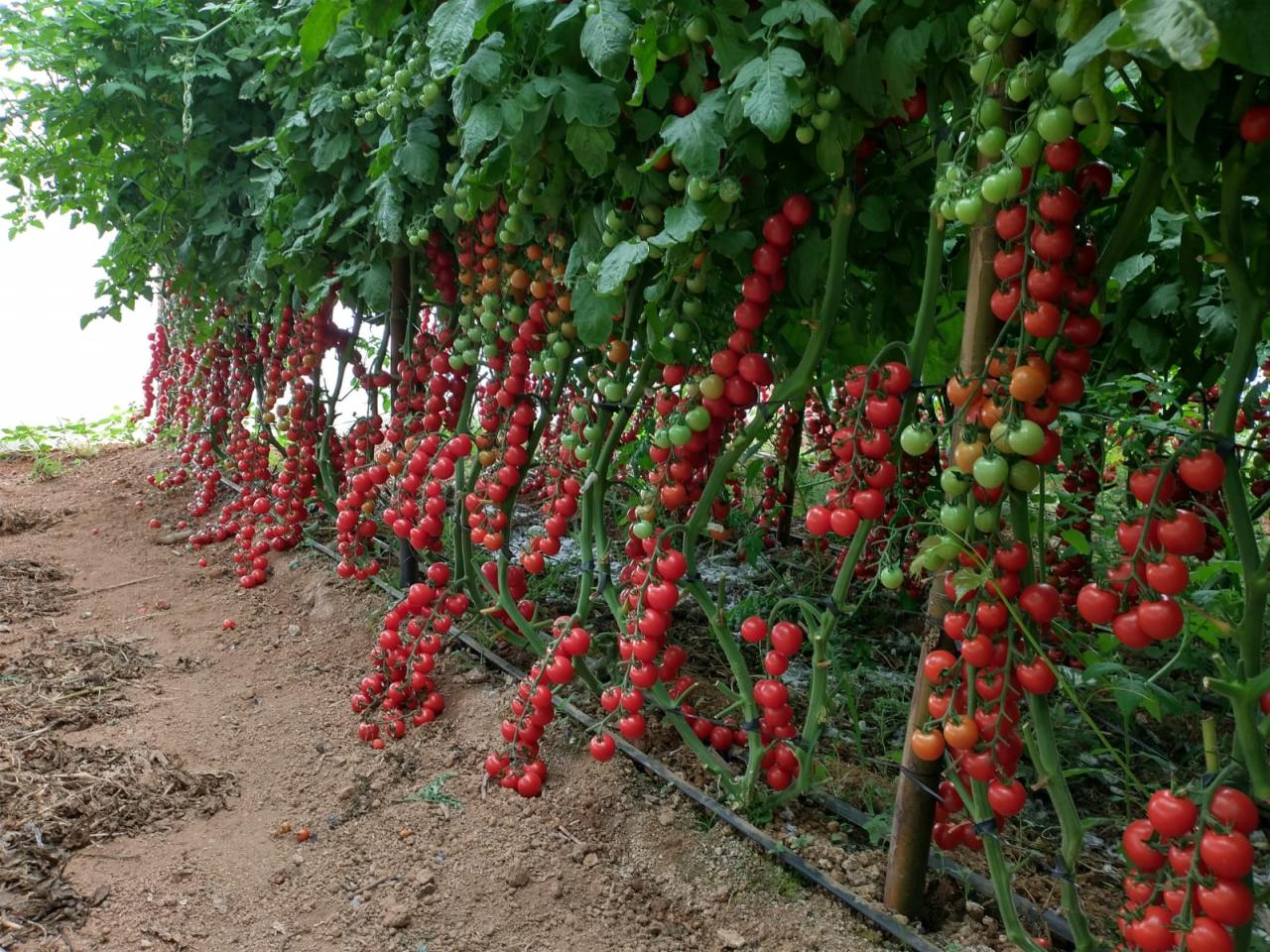 Fertilizante da Tera Nutrição Vegetal  aumenta a produtividade do tomate