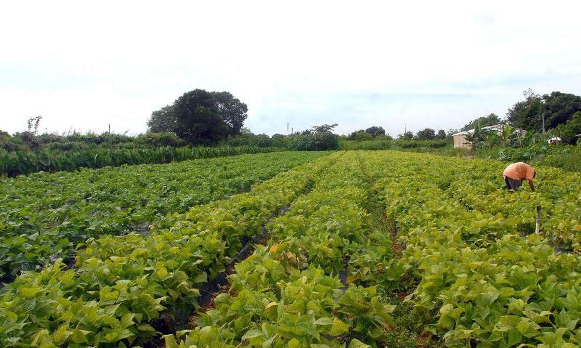 Fertilizantes: Preços registram queda em junho