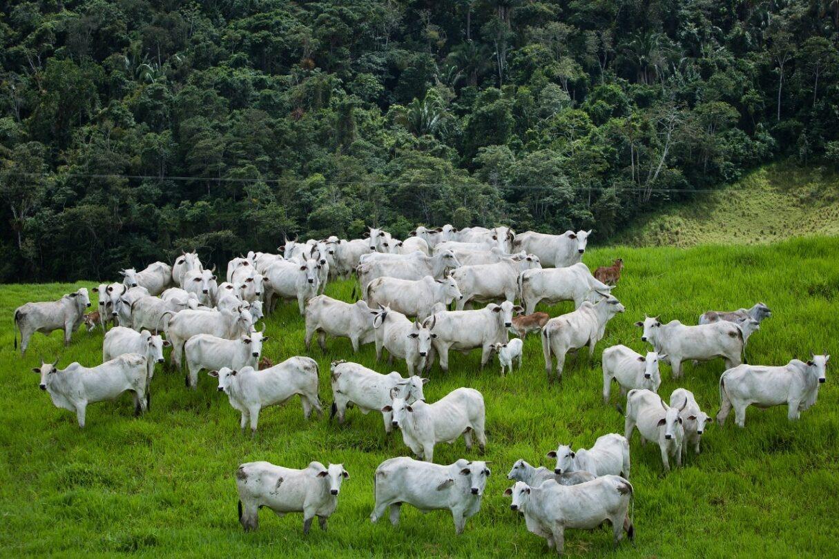 Goiás lidera ranking em preservação ambiental associada ao agronegócio