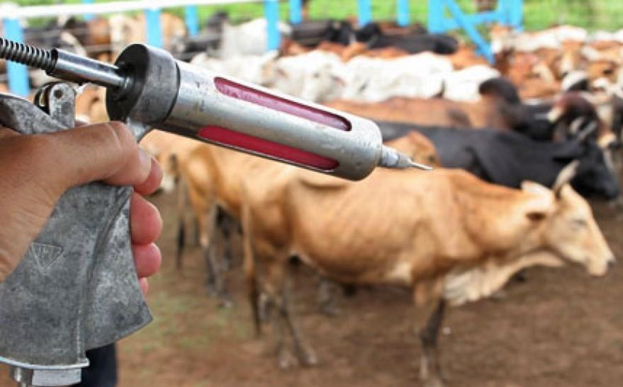 Goiás: Prazo para vacinação de gado contra a raiva é prorrogado até domingo (25)