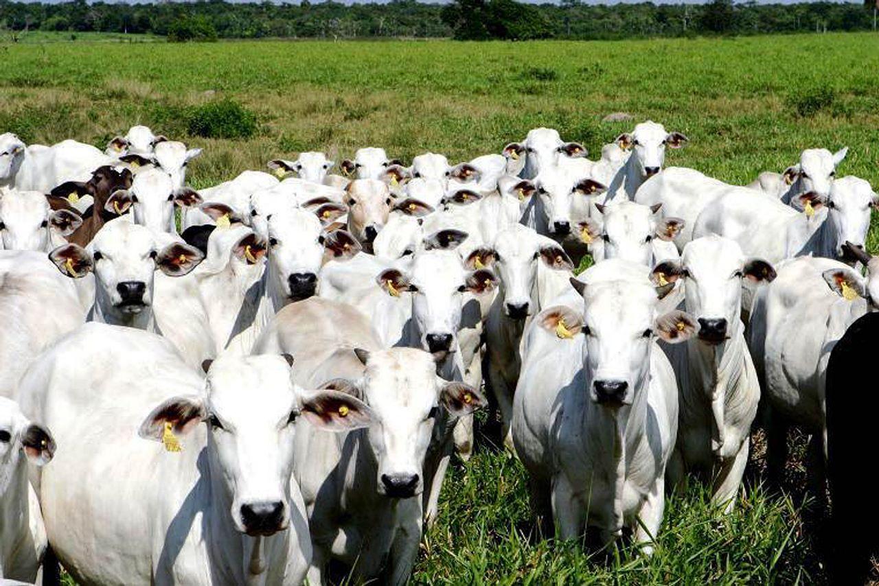 INDICADORES: Boi gordo registra alta no preço nesta segunda-feira (19)
