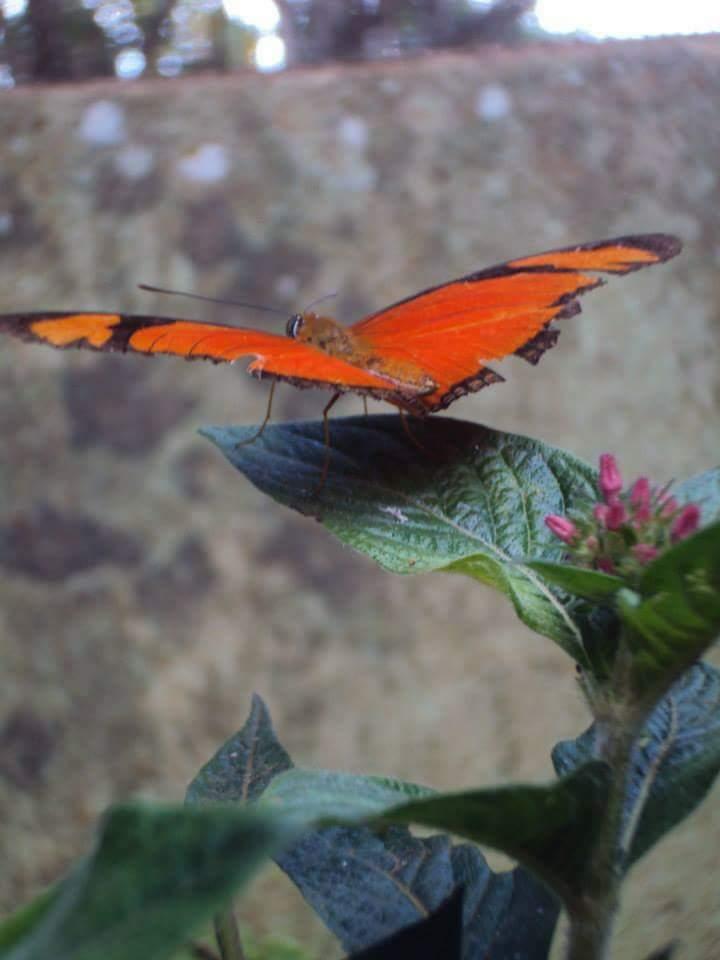 Borboleta de Deus