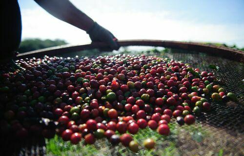 Agricultura brasileira ultrapassa R$ 1,14 trilhão no Valor Bruto da Produção