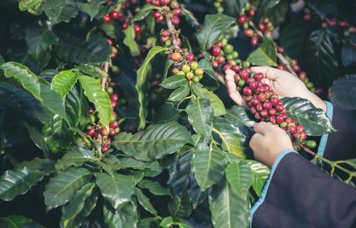 Café arábica começa a semana mais barato