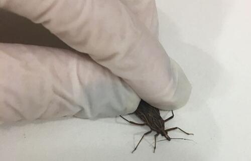 DOENÇA DE CHAGAS: Amapá foi segundo estado com maior número de casos da doença em 2023