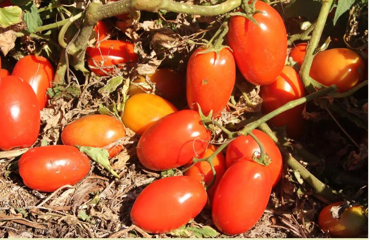 Transplantio de tomate deve ser feito até dia 30