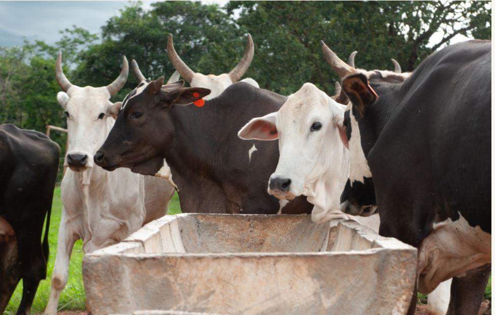 FCO Rural aprova mais de R$ 19 milhões para agropecuária