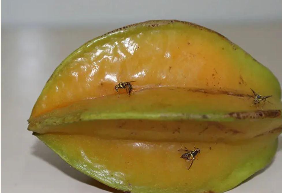 Agrodefesa reforça vigilância para evitar mosca-da-carambola em Goiás