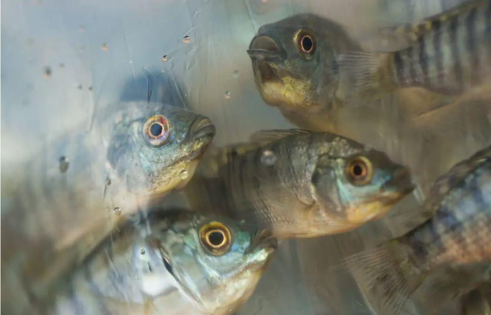 Produtores de animais aquáticos devem cadastrar estabelecimentos