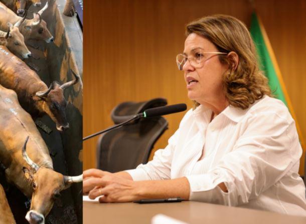 Deputada Rosângela Rezende defende reconhecimento do gado Curraleiro Pé-Duro como Patrimônio Histórico, Cultural e Genético de Goiás