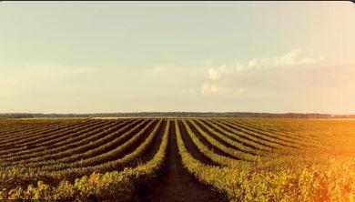 Soja em queda no Paraná