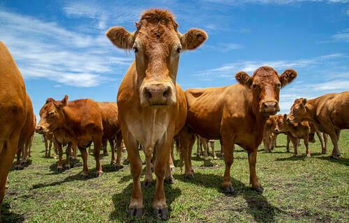 Boi gordo: semana começa com queda no preço da arroba
