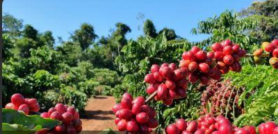 Café, açúcar e milho apresentam redução nos preços, nesta segunda-feira (5)