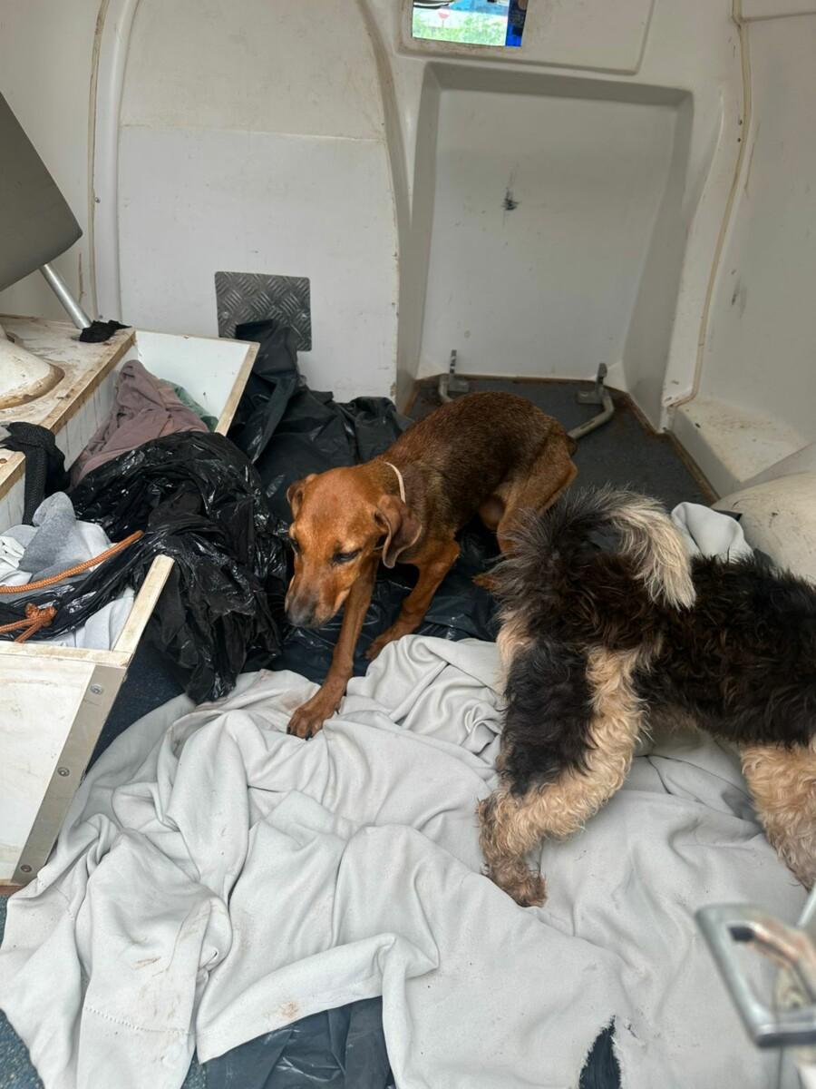 Duas mulheres são presas por maus-tratos a cachorros em Caçu