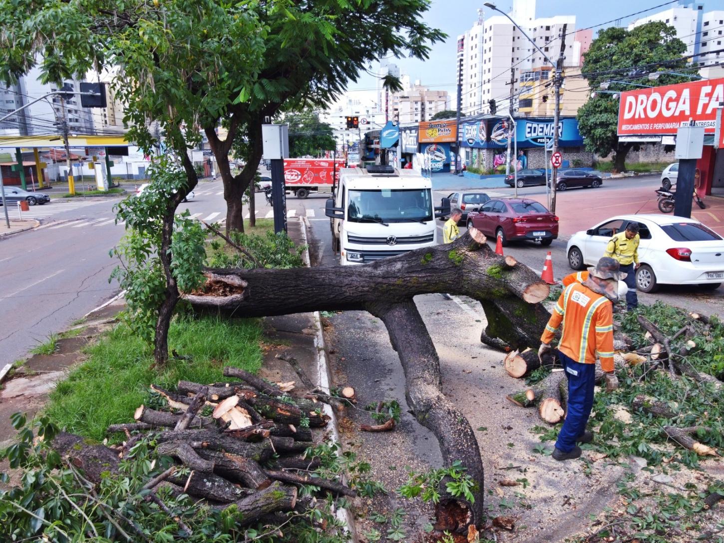 Comurg atende 25 ocorrências de queda de árvores e galhos após fortes chuvas em Goiânia