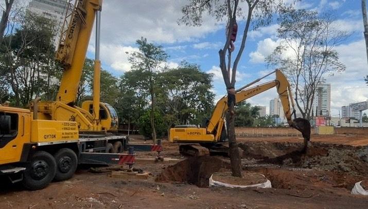 39 árvores quase centenárias ganham novo endereço em Anápolis