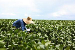 Projeto piloto desenvolve métricas para agricultura regenerativa na soja