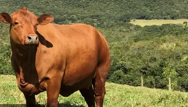 Boi gordo hoje: confira cotações para esta terça-feira (21)