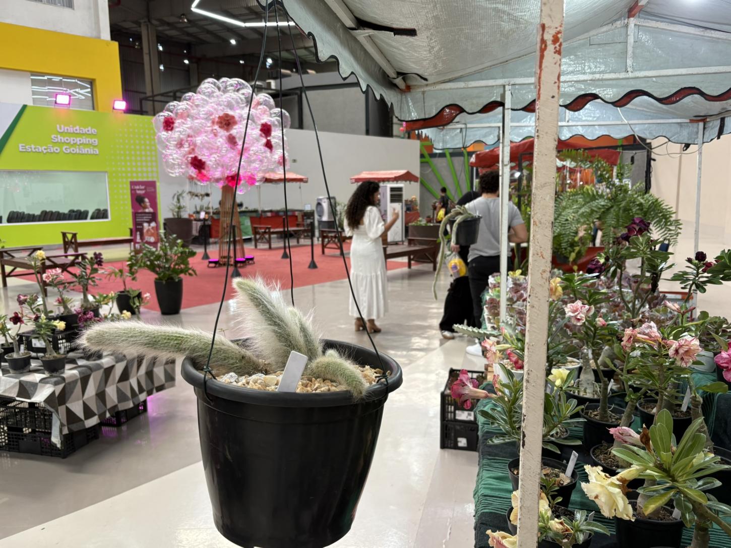 Plantas conquistam espaço como presente de Dia dos Pais e reforçam nova forma de demonstrar afeto