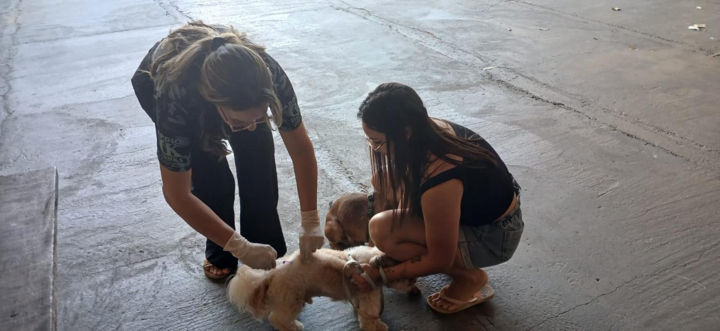 Aragarças registra 2.820 animais vacinados contra a raiva