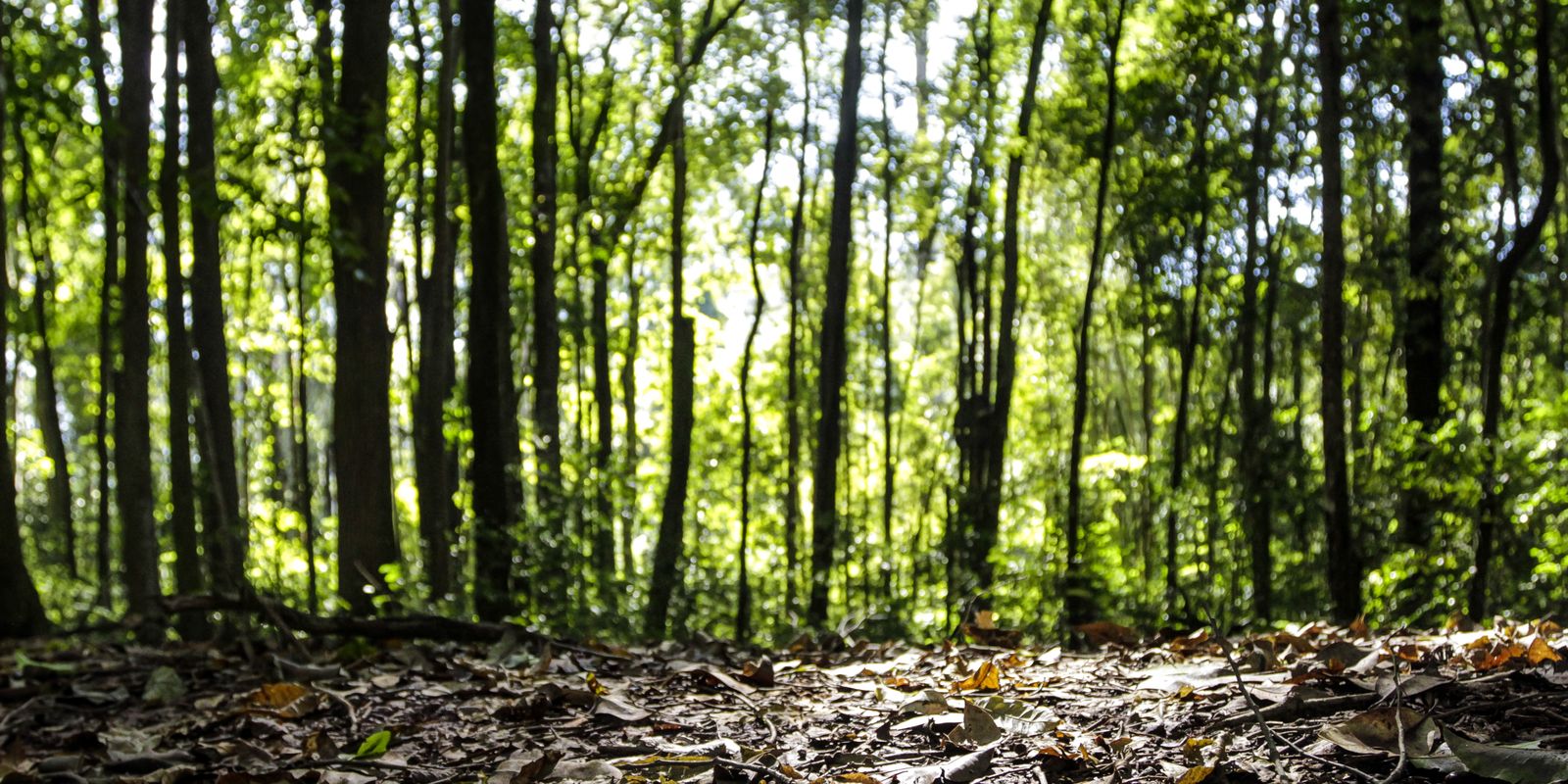 Produção florestal no país alcança recorde de R$ 47,9 bilhões em 2025