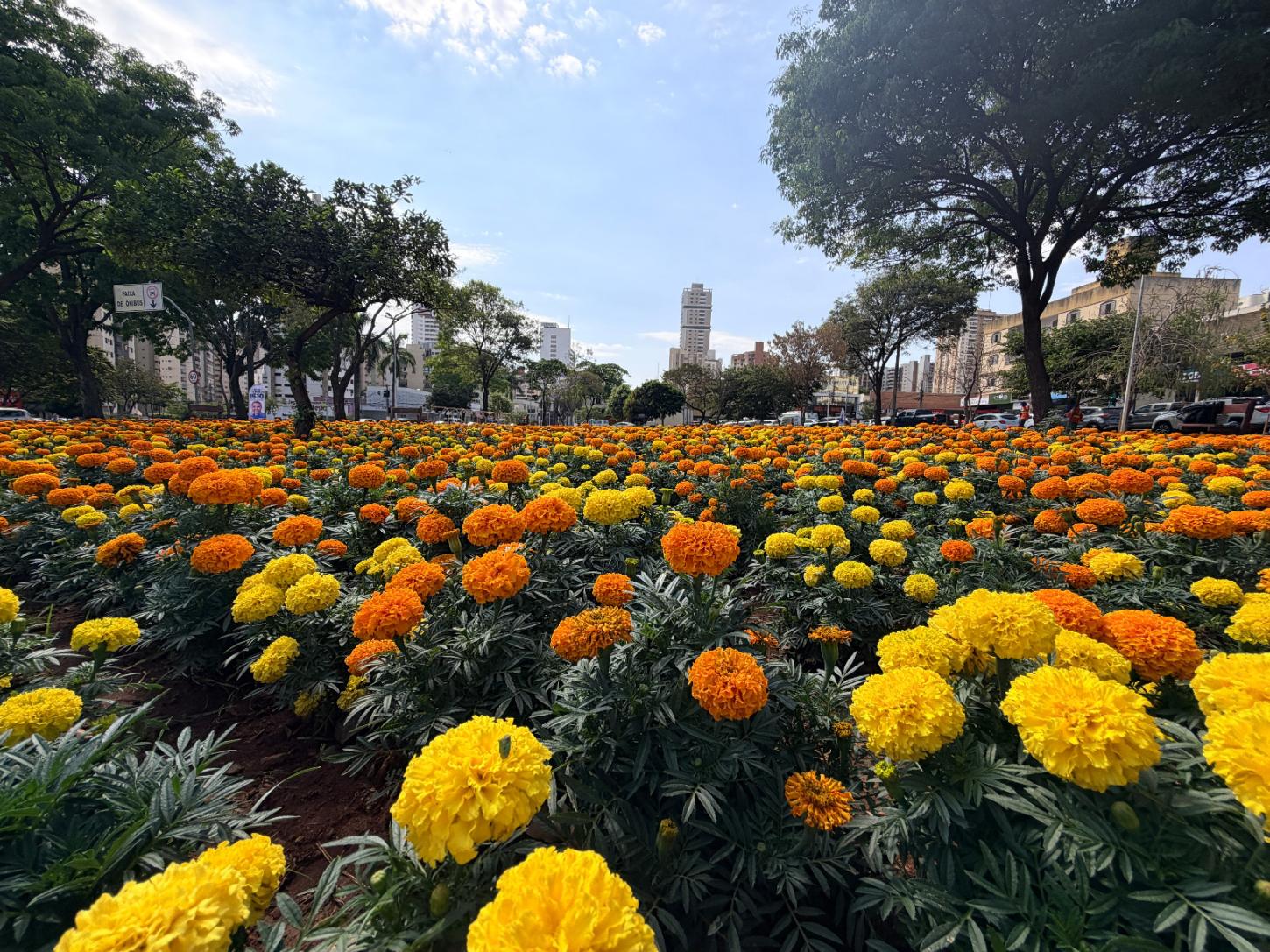 Projeto Florescer: Comurg prepara compra de 2 milhões de mudas ornamentais para 28 de setembro