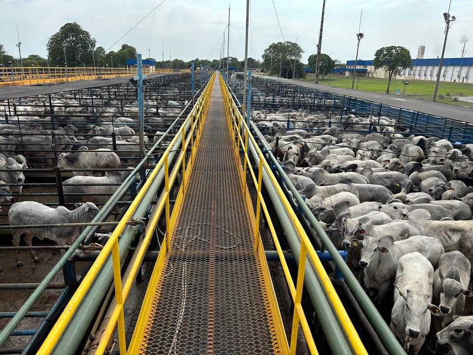 Mozarlândia (GO) receberá 6.700 animais em etapa do Circuito Nelore de Qualidade