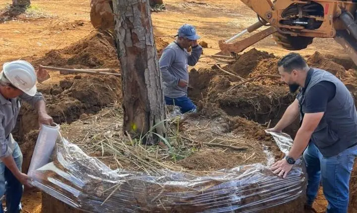 39 árvores quase centenárias ganham novo endereço em Anápolis
