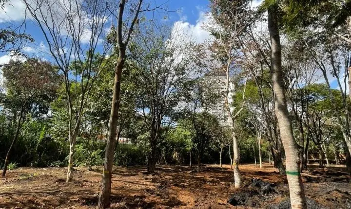 39 árvores quase centenárias ganham novo endereço em Anápolis