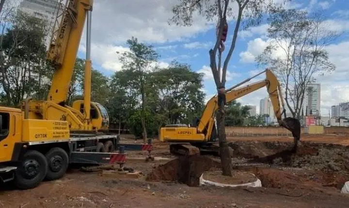 39 árvores quase centenárias ganham novo endereço em Anápolis