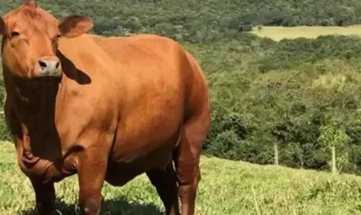 Boi gordo hoje: confira cotações para esta segunda-feira (10)