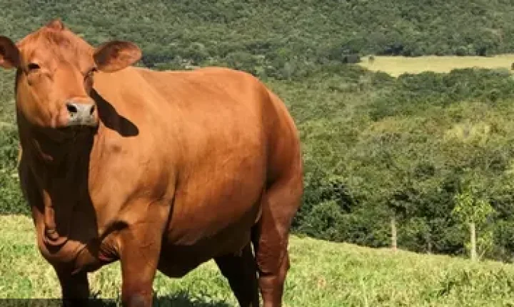 Boi gordo hoje: confira cotações para esta terça-feira (21)