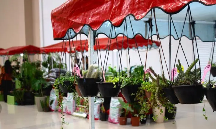 Feira de plantas que nasceu no Shopping Estação Goiânia chega à 30ª edição com opções a partir de R$ 2,50