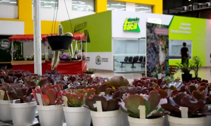 Feira de plantas que nasceu no Shopping Estação Goiânia chega à 30ª edição com opções a partir de R$ 2,50