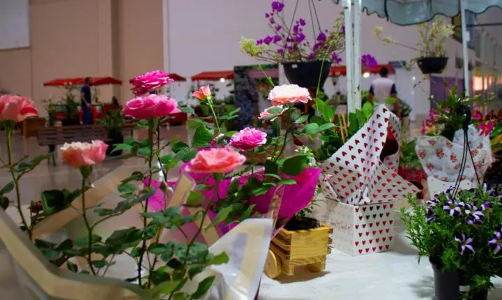 Feira de plantas que nasceu no Shopping Estação Goiânia chega à 30ª edição com opções a partir de R$ 2,50