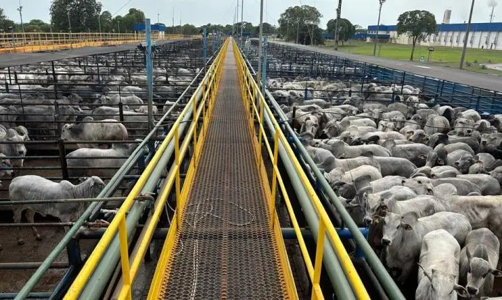 Mozarlândia (GO) receberá 6.700 animais em etapa do Circuito Nelore de Qualidade
