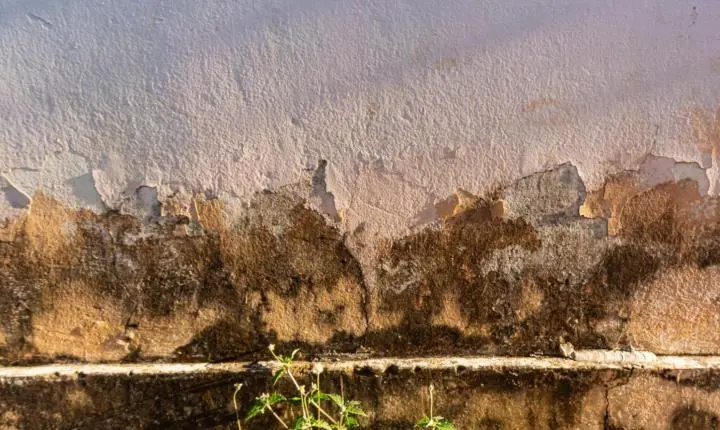 O mofo dentro da sua casa pode ser o inimigo invisível que está te deixando doente