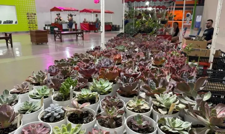 Plantas conquistam espaço como presente de Dia dos Pais e reforçam nova forma de demonstrar afeto