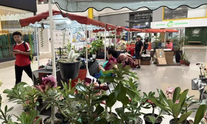Plantas conquistam espaço como presente de Dia dos Pais e reforçam nova forma de demonstrar afeto