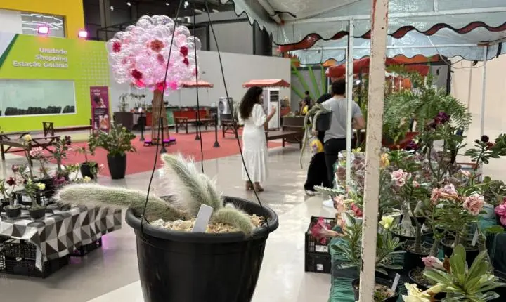 Plantas conquistam espaço como presente de Dia dos Pais e reforçam nova forma de demonstrar afeto