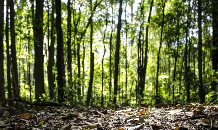 Produção florestal no país alcança recorde de R$ 47,9 bilhões em 2025