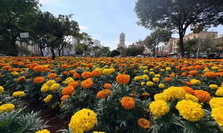 Projeto Florescer: Comurg prepara compra de 2 milhões de mudas ornamentais para 28 de setembro