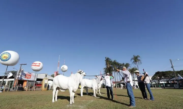 Rio Verde (GO) sedia Exposição Ouro do Ranking Nacional Nelore, Nelore Mocho e Nelore Pelagens 2025/2026